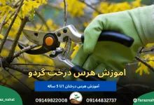 آموزش هرس درخت گردو