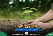 بهترین کود برای صنوبر