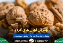 مقایسه نهال های گردو راهنمای انتخاب بهترین نهال گردو برای منطقه و باغ شما