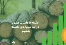چگونه-با-کاشت-صنوبر-درآمد-میلیاردی-داشته-باشیم