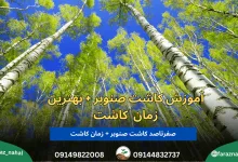 آموزش-کاشت-صنوبربهترین-زمان-کاشت-صنوبر