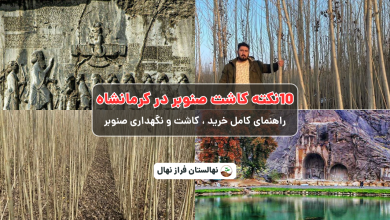 10نکته کاشت صنوبر درکرمانشاه