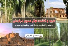 خرید نهال صنوبر در کرمان - راهنمای کامل خرید و کاشت نهال صنوبر در کرمان