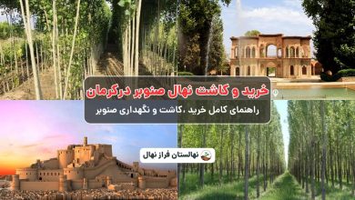 خرید نهال صنوبر در کرمان - راهنمای کامل خرید و کاشت نهال صنوبر در کرمان