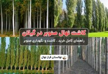 کاشت نهال صنوبر در گیلان -راهنمای کاشت و خرید نهال صنوبر در گیلان