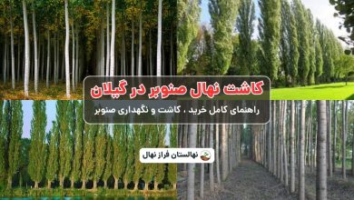 کاشت نهال صنوبر در گیلان -راهنمای کاشت و خرید نهال صنوبر در گیلان