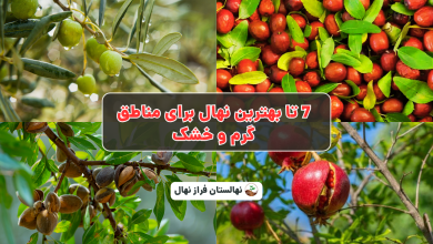 7تابهترین نهال برای مناطق گرم وخشک