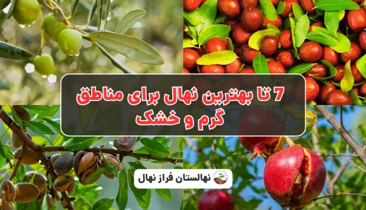 ۷ تا بهترین نهال برای&hellip;