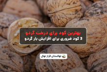 بهترین کود برای درخت گردو: 3 کود ضروری برای افزایش بار گردو