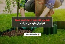 بهترین کود بعد از برداشت میوه: [4 نکته کلیدی]افزایش باردهی درخت در سال بعد