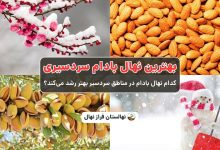 بهترین نهال بادام سردسیری -کدام نهال بادام در مناطق سردسیر بهتر رشد می‌کند؟