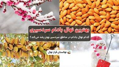 بهترین نهال بادام سردسیری -کدام نهال بادام در مناطق سردسیر بهتر رشد می‌کند؟