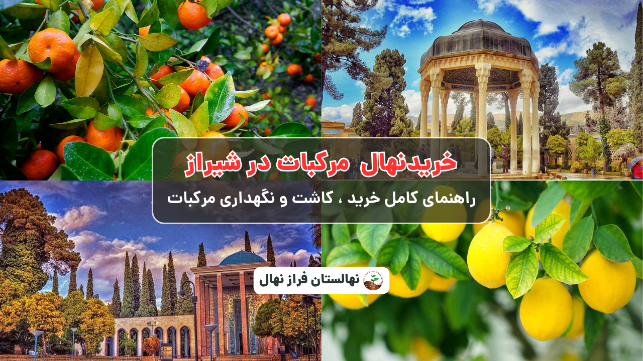 خریدنهال مرکبات درشیراز