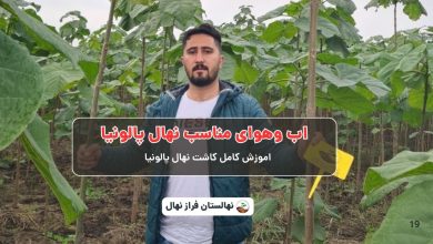 اب وهوای مناسب نهال پالونیا