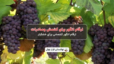 ارقام انگور برای کشمش وصادرات