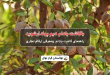 باکاشت بادام دیم پولدارشوید