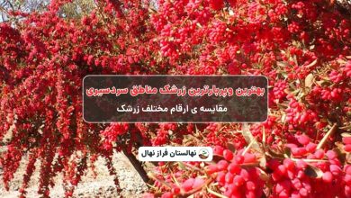 بهترین وپربارترین زرشک مناطق سردسیری