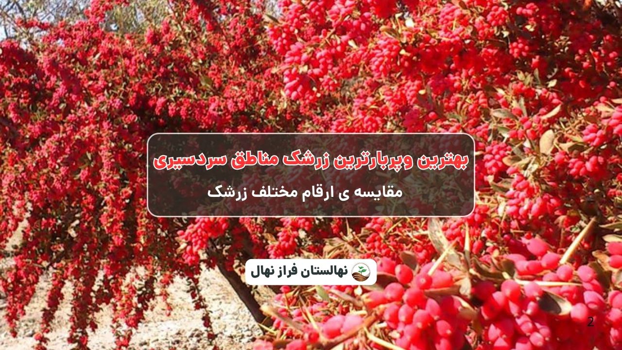 بهترین وپربارترین زرشک مناطق سردسیری