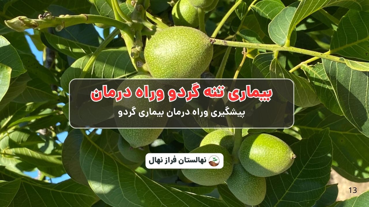 بیماری تنه گردو وراه درمان