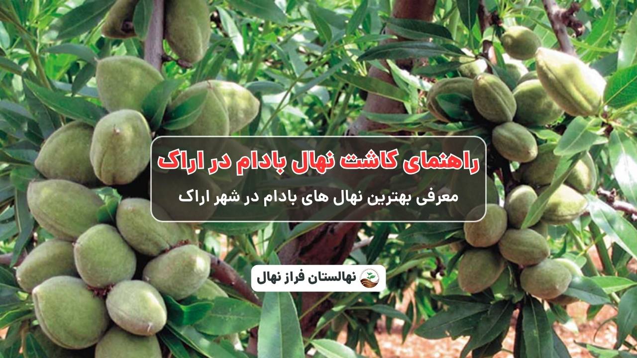 راهنمای خرید و کاشت نهال بادام در اراک