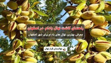 راهنمای خرید و کاشت نهال بادام در اصفهان