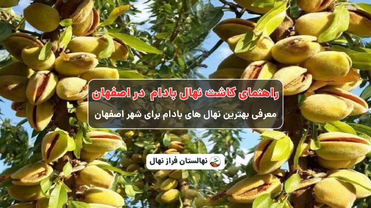 راهنمای خرید و کاشت نهال بادام در اصفهان