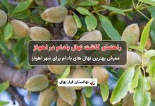 راهنمای خرید و کاشت نهال بادام در اهواز