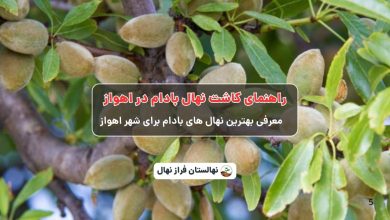 راهنمای خرید و کاشت نهال بادام در اهواز