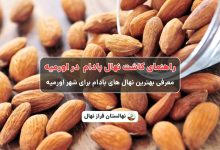 راهنمای خرید و کاشت نهال بادام در اورمیه