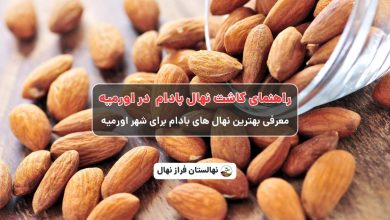 راهنمای خرید و کاشت نهال بادام در اورمیه