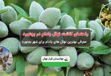 راهنمای خرید و کاشت نهال بادام در بحنورد