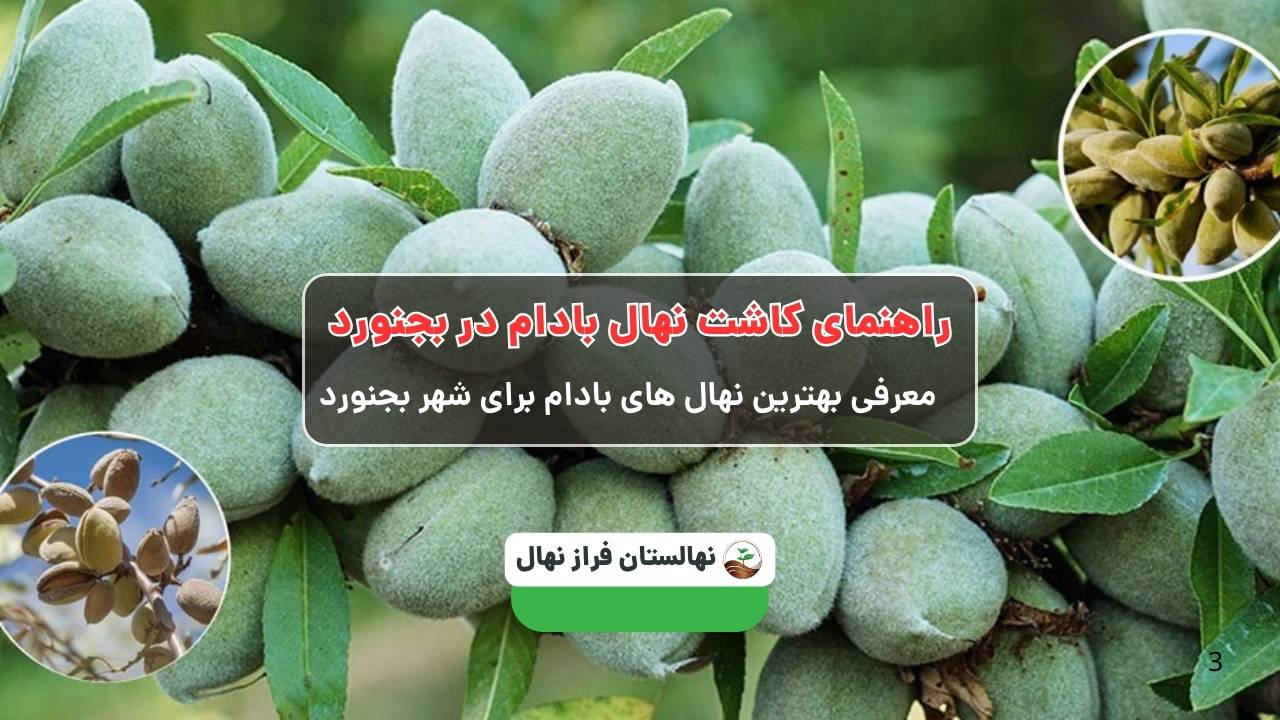 راهنمای خرید و کاشت نهال بادام در بحنورد