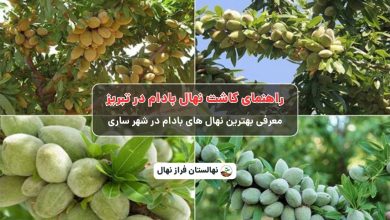 راهنمای خرید و کاشت نهال بادام در تبریز