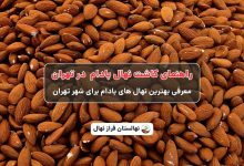 راهنمای خرید و کاشت نهال بادام در تهران