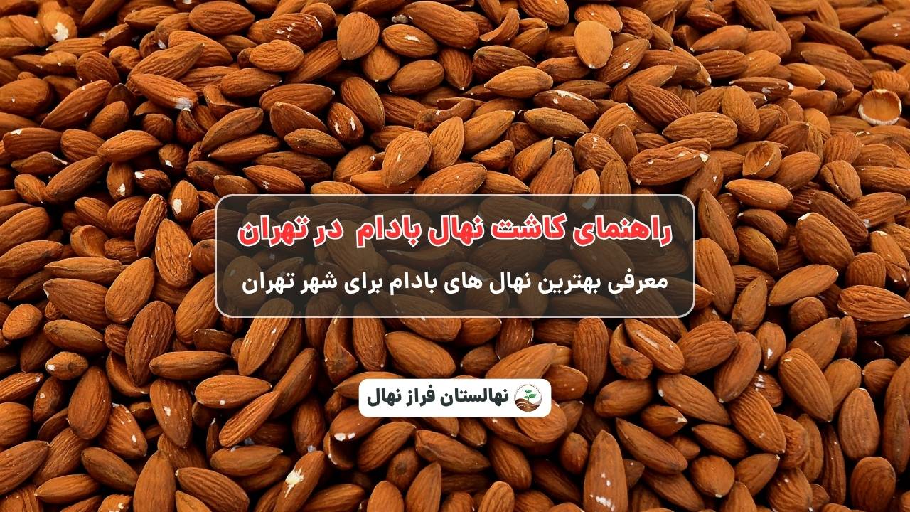 راهنمای خرید و کاشت نهال بادام در تهران