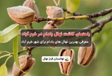 راهنمای خرید و کاشت نهال بادام در خرم آباد