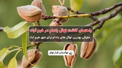 راهنمای خرید و کاشت نهال بادام در خرم آباد