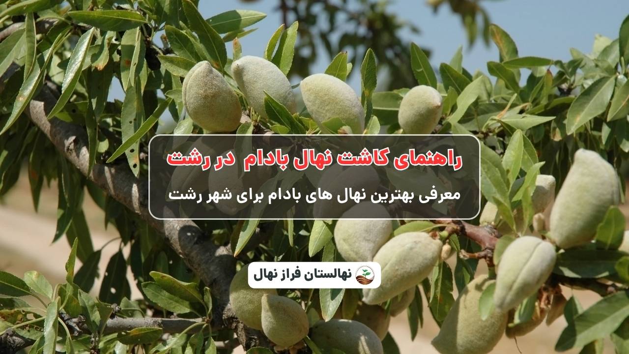 راهنمای خرید و کاشت نهال بادام در رشت