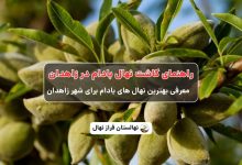 راهنمای خرید و کاشت نهال بادام در زاهدان