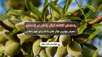 راهنمای خرید و کاشت نهال بادام در زاهدان