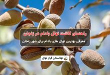 راهنمای خرید و کاشت نهال بادام در زنجان