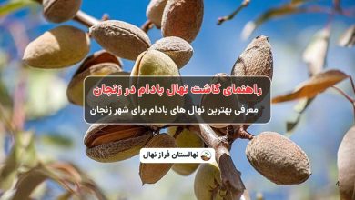 راهنمای خرید و کاشت نهال بادام در زنجان