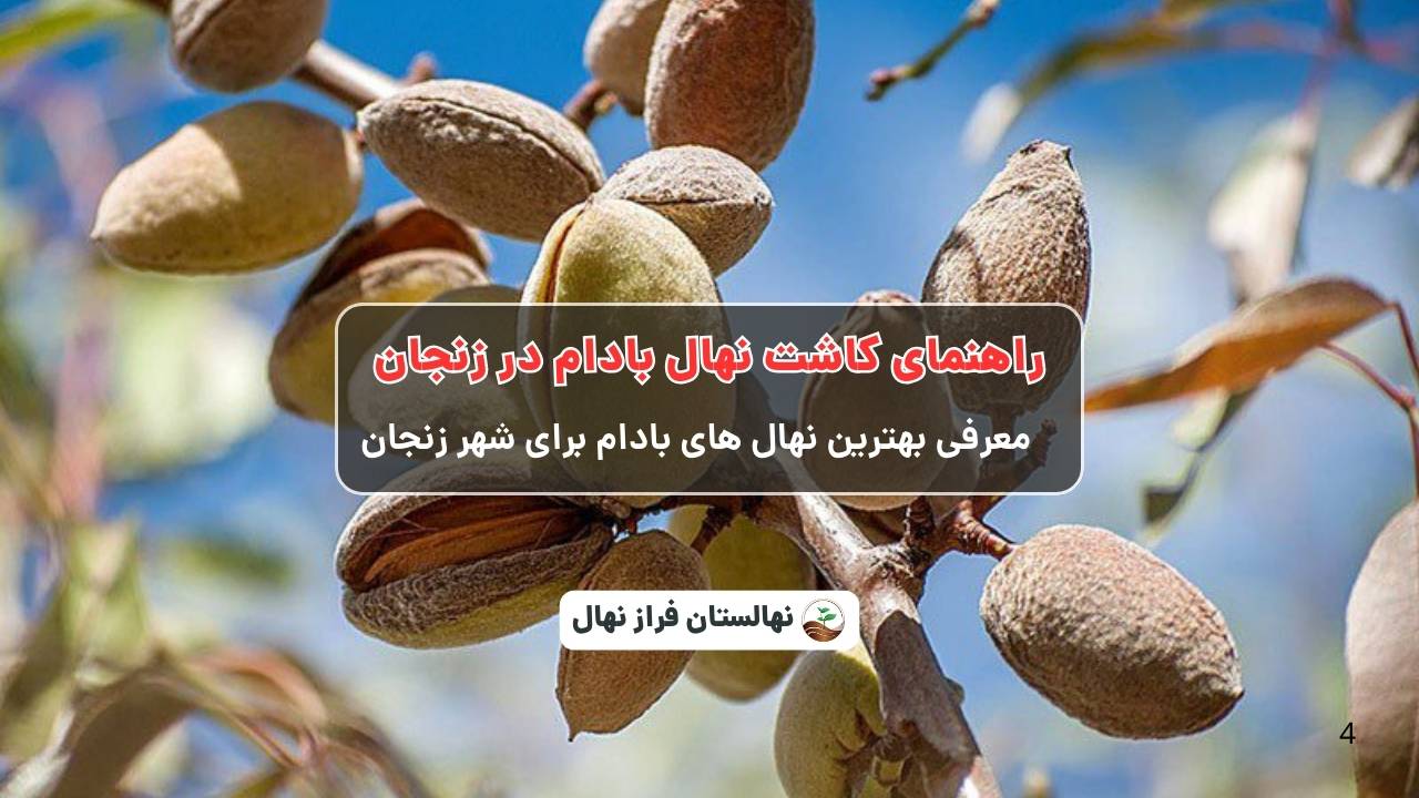 راهنمای خرید و کاشت نهال بادام در زنجان