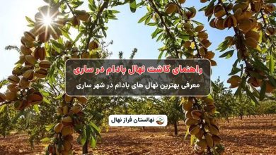 راهنمای خرید و کاشت نهال بادام در ساری