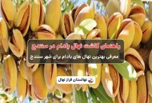 راهنمای خرید و کاشت نهال بادام در سنندج