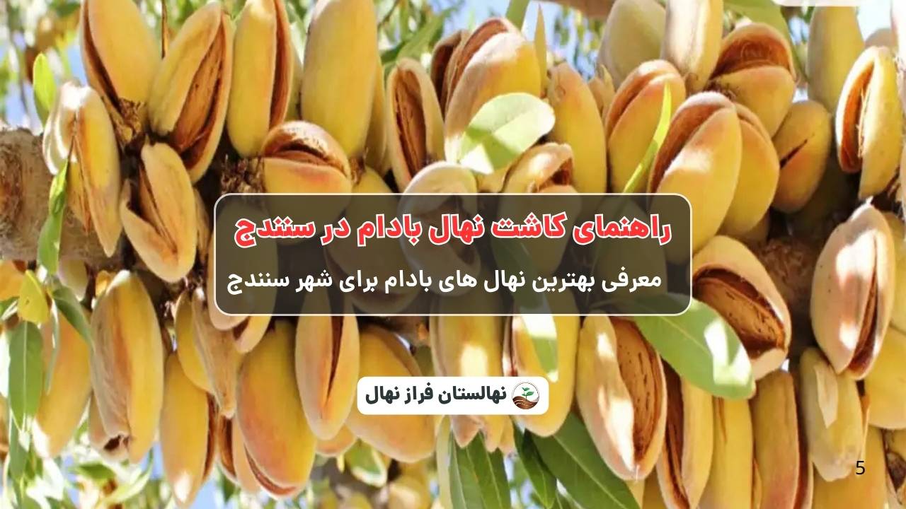 راهنمای خرید و کاشت نهال بادام در سنندج