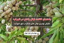 راهنمای خرید و کاشت نهال بادام در شهرکرد