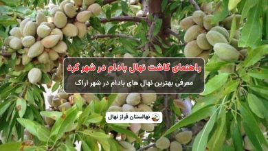 راهنمای خرید و کاشت نهال بادام در شهرکرد