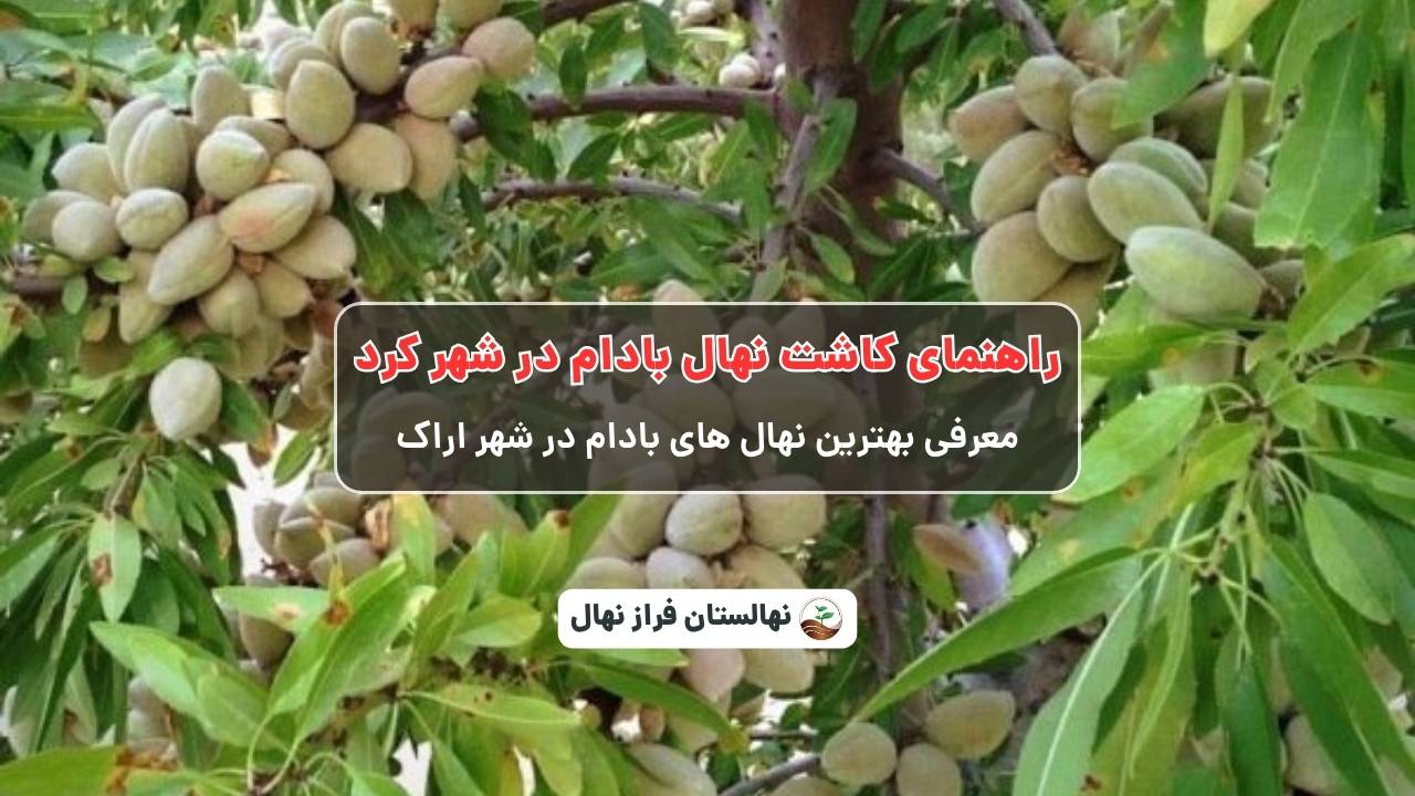 راهنمای خرید و کاشت نهال بادام در شهرکرد