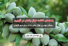 راهنمای خرید و کاشت نهال بادام در قزوین